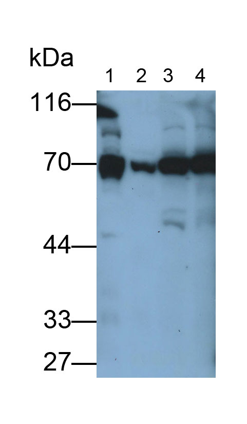 Polyclonal Antibody to Heat Shock Protein 75kDa, Mitochondrial (HSP75)