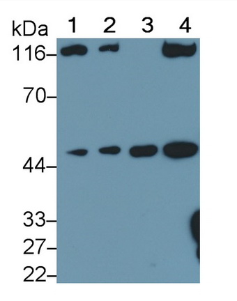 Polyclonal Antibody to Mitogen Activated Protein Kinase Kinase 7 (MAP2K7)