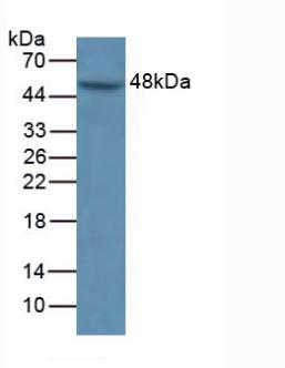 Polyclonal Antibody to Mitogen Activated Protein Kinase 9 (MAPK9)