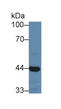 Polyclonal Antibody to Acetyl Coenzyme A Acyltransferase 1 (ACAA1)