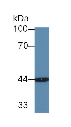 Polyclonal Antibody to Acetyl Coenzyme A Acyltransferase 2 (ACAA2)