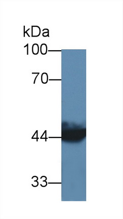 Polyclonal Antibody to Acetyl Coenzyme A Acyltransferase 2 (ACAA2)