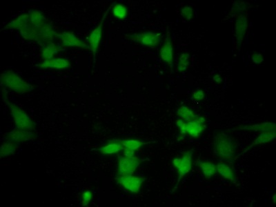 Polyclonal Antibody to Acetyl Coenzyme A Acetyltransferase 2 (ACAT2)