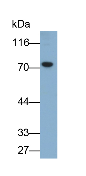Polyclonal Antibody to Acyl Coenzyme A Synthetase Long Chain Family, Member 4 (ACSL4)