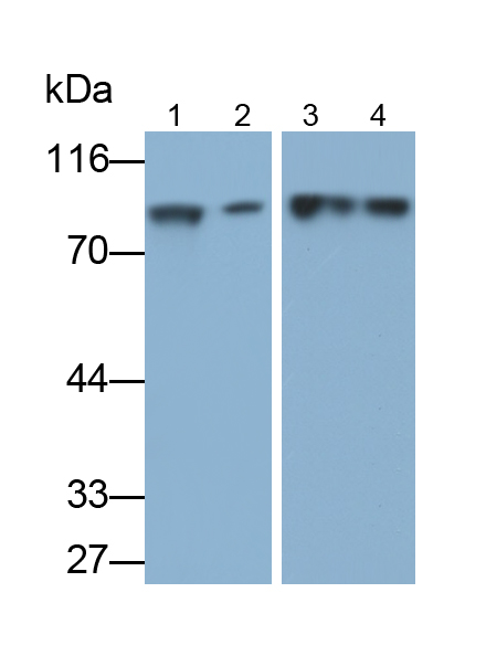 Polyclonal Antibody to Methylmalonyl Coenzyme A Mutase (MUT)