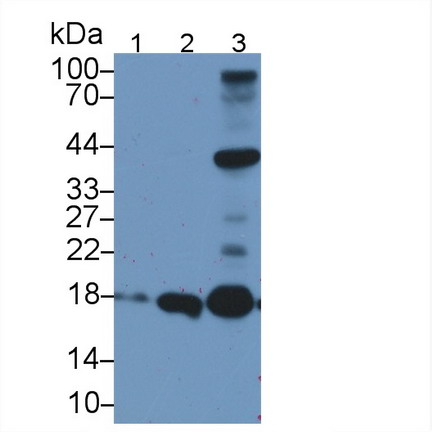 Polyclonal Antibody to Apolipoprotein O (APOO)