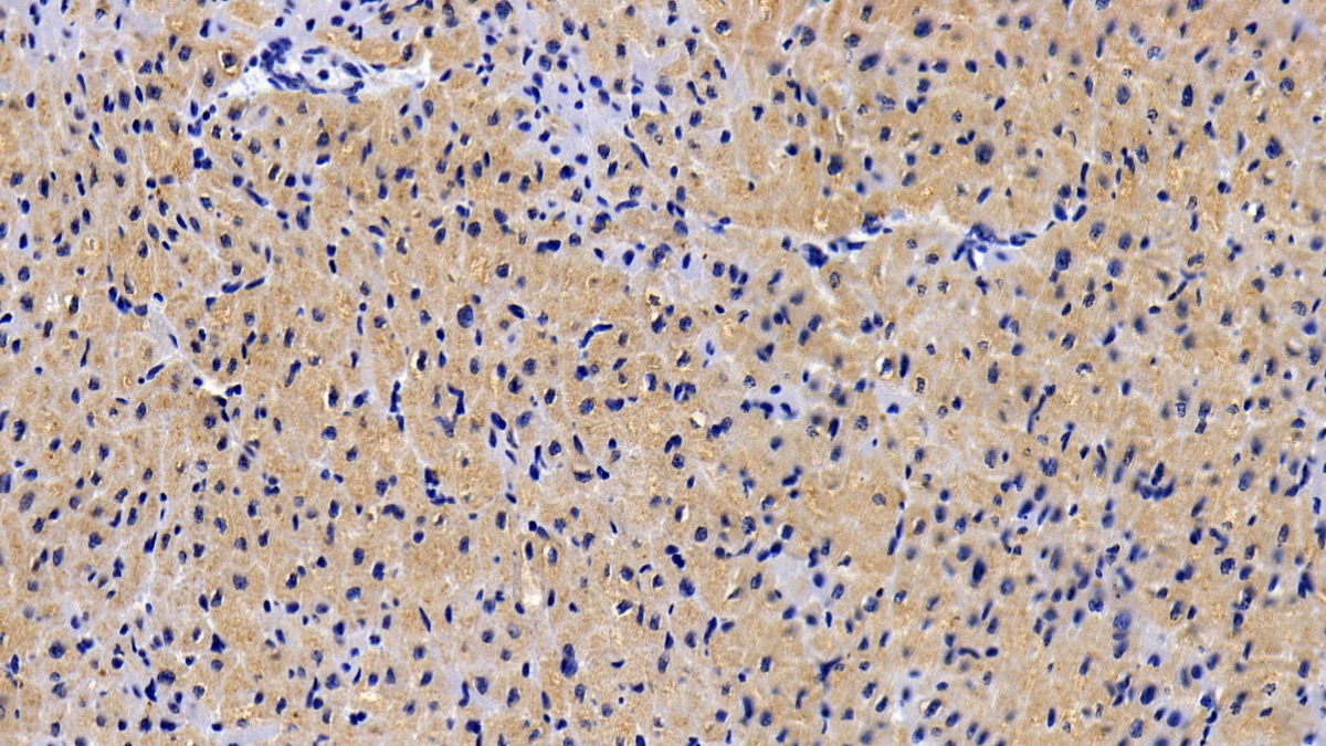 Polyclonal Antibody to Kynureninase (KYNU)