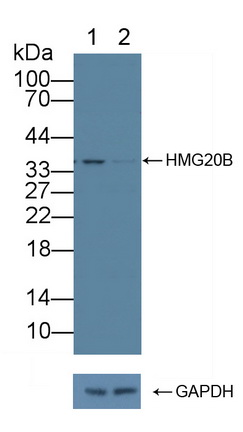 Polyclonal Antibody to High Mobility Group Protein 20B (HMG20B)