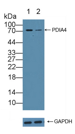 Polyclonal Antibody to Protein Disulfide Isomerase A4 (PDIA4)