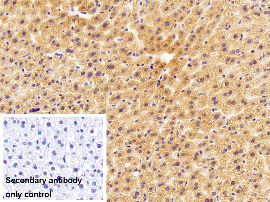 Polyclonal Antibody to Protein Disulfide Isomerase A4 (PDIA4)