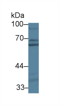 Polyclonal Antibody to Protein Disulfide Isomerase A5 (PDIA5)