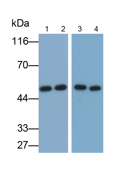 Polyclonal Antibody to Protein Disulfide Isomerase A6 (PDIA6)