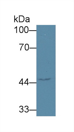 Polyclonal Antibody to Alanine Glyoxylate Aminotransferase 2 (AGXT2)