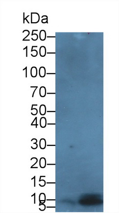 Polyclonal Antibody to Defensin Beta 103A (DEFb103A)