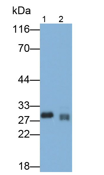 Polyclonal Antibody to Elastase 3B (ELA3B)