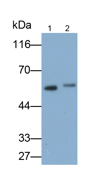 Polyclonal Antibody to Serine Hydroxymethyltransferase 2, Mitochondrial (SHMT2)