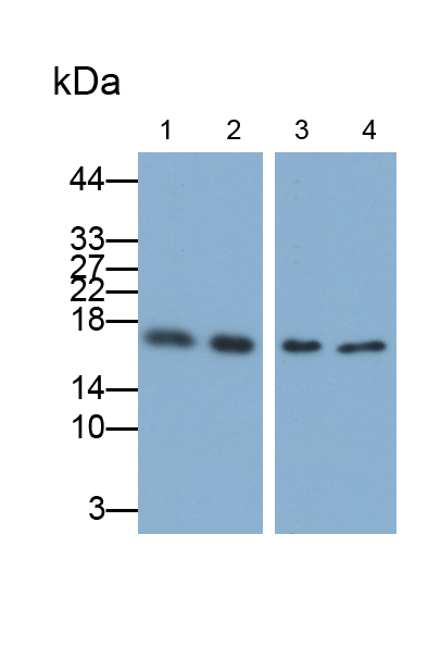 Polyclonal Antibody to Peptidyl Prolyl Cis/Trans Isomerase NIMA Interacting Protein 1 (PIN1)