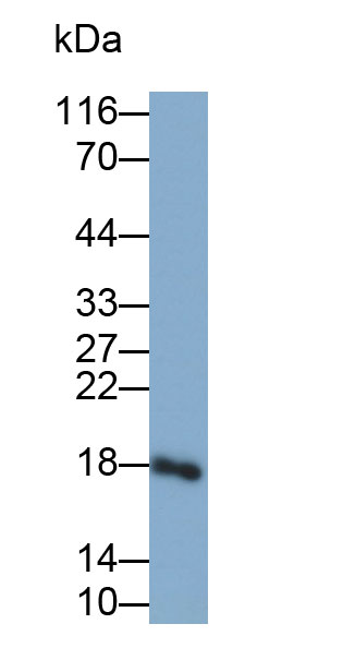 Polyclonal Antibody to Peptidyl Prolyl Cis/Trans Isomerase NIMA Interacting Protein 1 (PIN1)