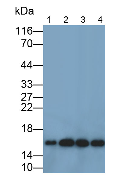 Polyclonal Antibody to Peptidyl Prolyl Cis/Trans Isomerase NIMA Interacting Protein 1 (PIN1)