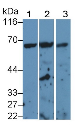 Polyclonal Antibody to Baculoviral IAP Repeat Containing Protein 2 (BIRC2)