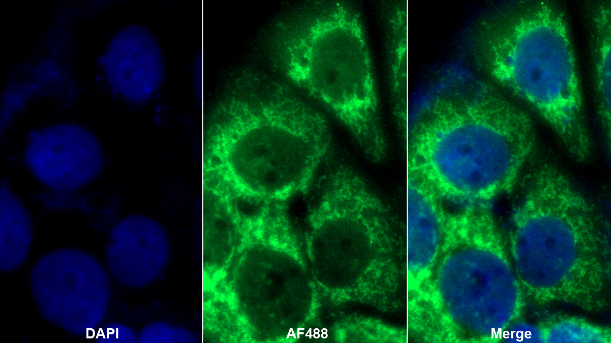 Polyclonal Antibody to Homogentisate-1,2-Dioxygenase (HGD)