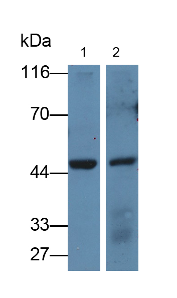 Polyclonal Antibody to Homogentisate-1,2-Dioxygenase (HGD)