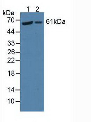 Polyclonal Antibody to Prolyl-4-Hydroxylase Alpha Polypeptide II (P4Ha2)