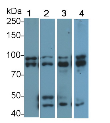 Polyclonal Antibody to Optic Atrophy 1, Autosomal Dominant (OPA1)