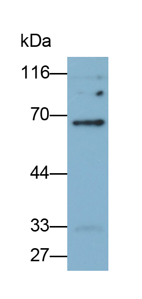 Polyclonal Antibody to Testis Anion Transporter 1 (TAT1)