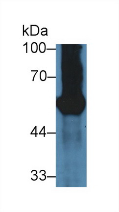 Polyclonal Antibody to Glycoprotein 2, Zymogen Granule Membrane (GP2)