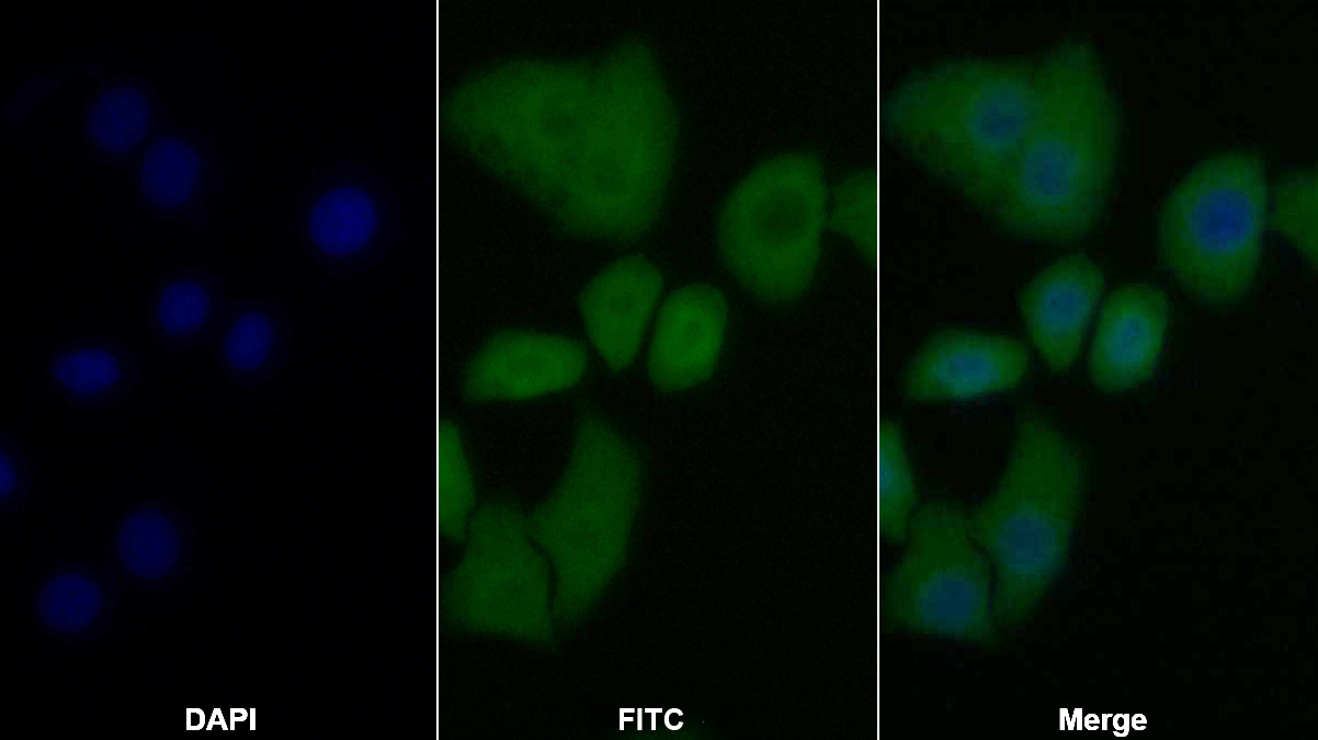 Polyclonal Antibody to B-Cell CLL/Lymphoma 2 Like Protein (Bcl2L)
