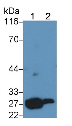 Polyclonal Antibody to B-Cell CLL/Lymphoma 2 Like Protein (Bcl2L)