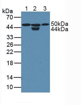 Polyclonal Antibody to Cyclin Dependent Kinase 18 (CDK18)