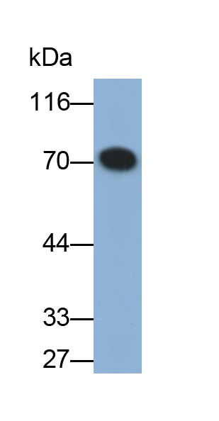 Polyclonal Antibody to Guanylate Binding Protein 2, Interferon Inducible (GBP2)