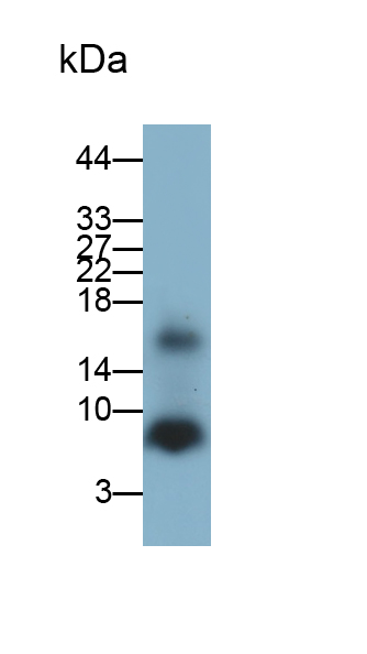 Polyclonal Antibody to Regenerating Islet Derived Protein 3 Alpha (REG3a)
