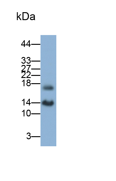 Polyclonal Antibody to Selenoprotein X1 (SEPX1)