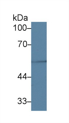 Polyclonal Antibody to Tubulin Beta 1 (TUBb1)