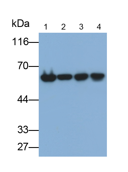 Polyclonal Antibody to Karyopherin Alpha 1 (KPNa1)