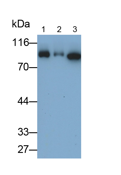 Polyclonal Antibody to Karyopherin Beta (KPNb1)