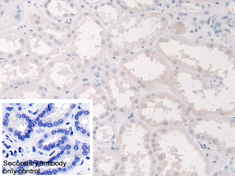 Polyclonal Antibody to Annexin A9 (ANXA9)