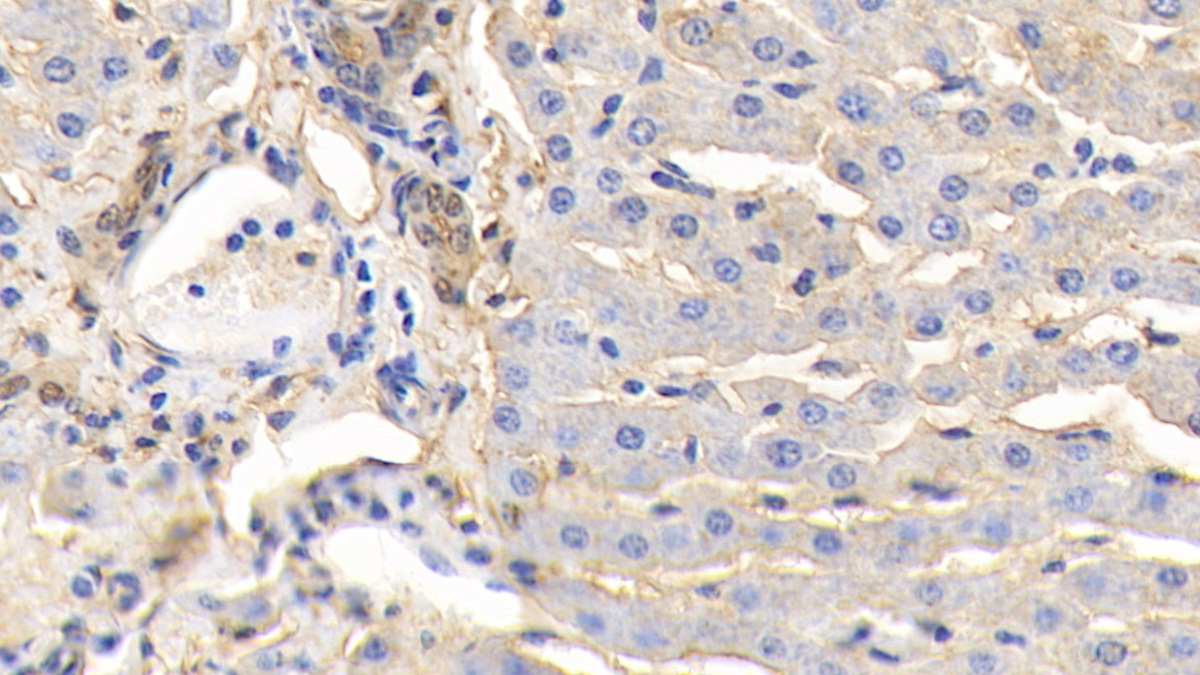 Polyclonal Antibody to Annexin A4 (ANXA4)