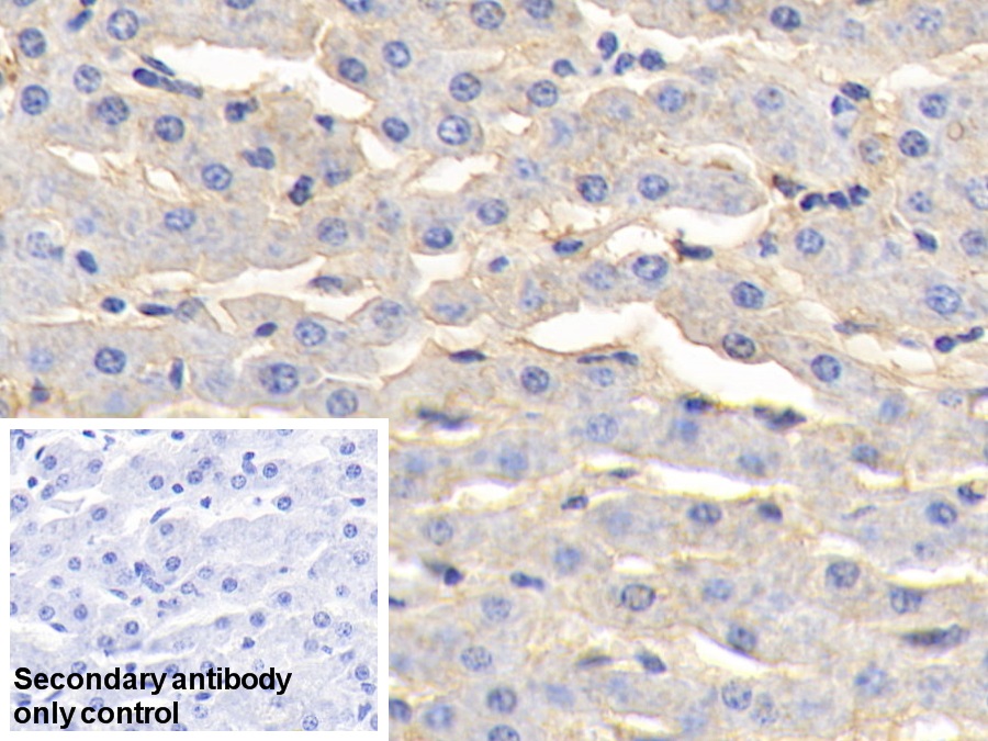 Polyclonal Antibody to Annexin A4 (ANXA4)