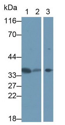 Polyclonal Antibody to Annexin A4 (ANXA4)