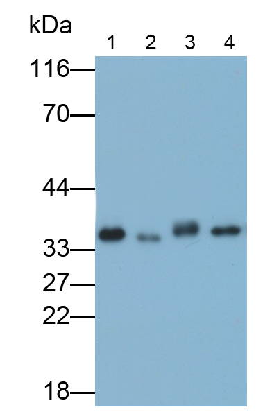 Polyclonal Antibody to Annexin A4 (ANXA4)