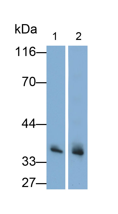 Polyclonal Antibody to Annexin A4 (ANXA4)