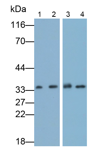 Polyclonal Antibody to Annexin A4 (ANXA4)