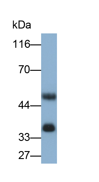 Polyclonal Antibody to Annexin A4 (ANXA4)