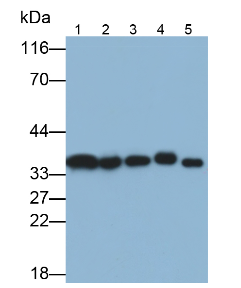 Polyclonal Antibody to Annexin A4 (ANXA4)