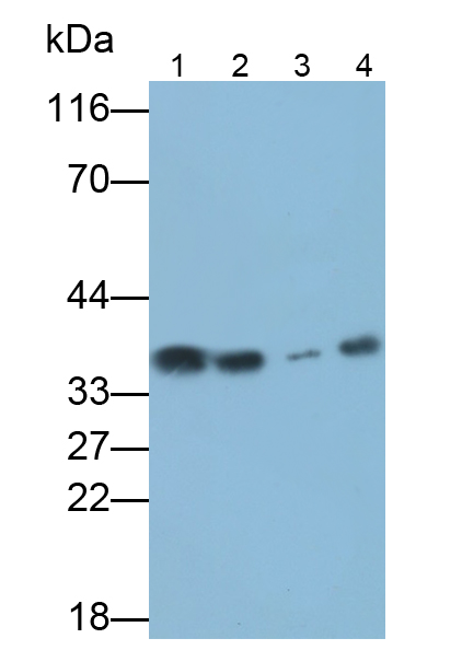 Polyclonal Antibody to Annexin A4 (ANXA4)