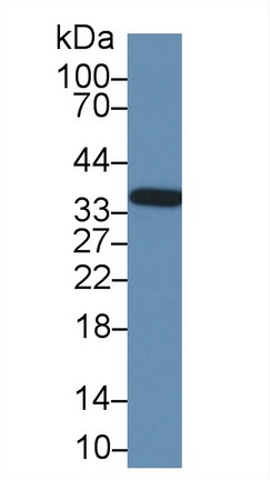 Polyclonal Antibody to Annexin A4 (ANXA4)